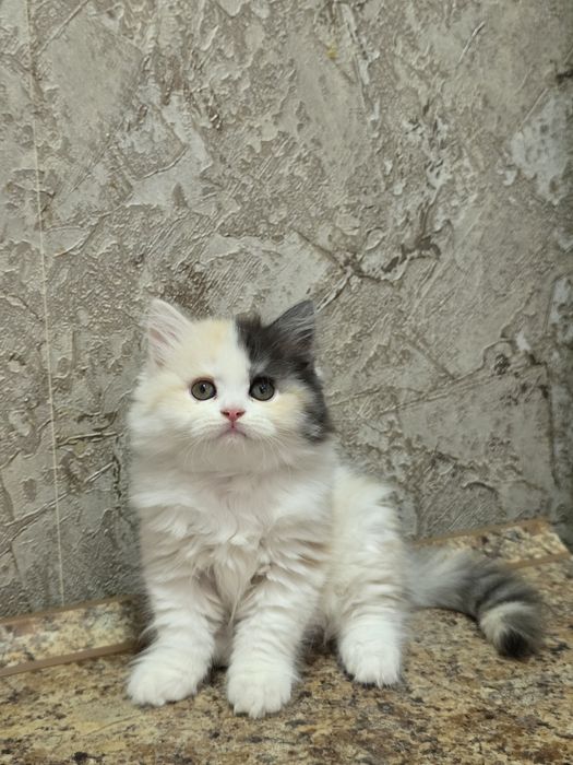 Продаётся котёнок хайленд две девочки и мальчик