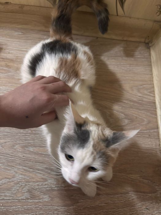 ДомащняяКошечкаМася