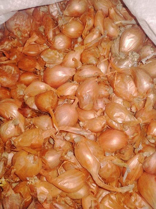 Продам лук семейный и тыкву