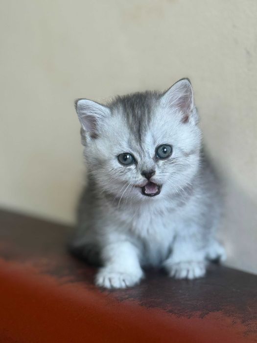котета британски късокосмести сребърни чинчили за коледен подарък