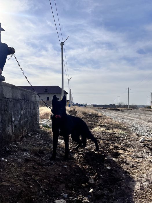 овчарка восточно европейская