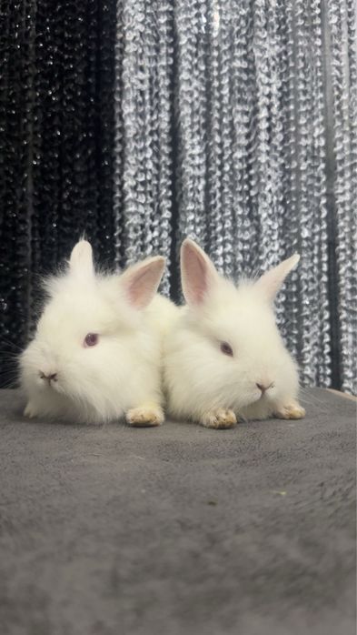 Quyon bollari sotiladi zoti toza Sherkalla