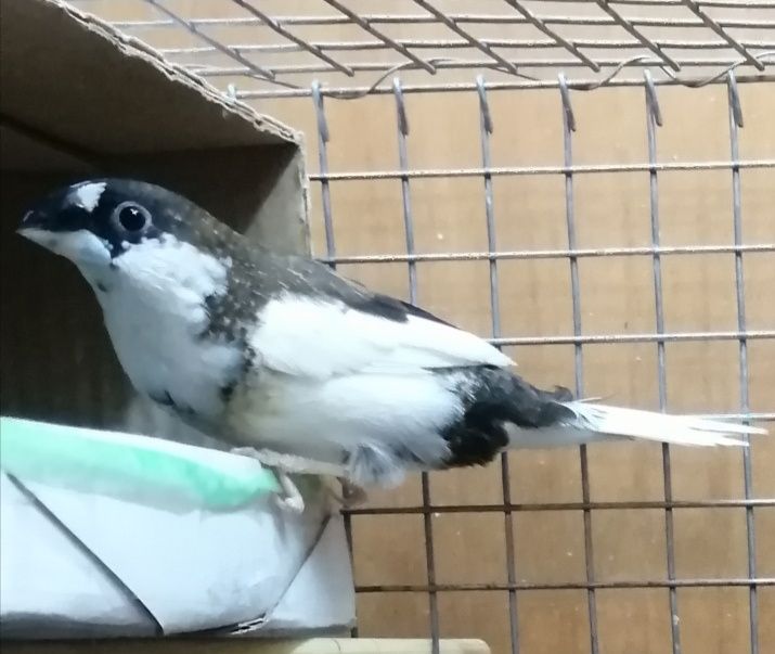 Японская амадина. Самка.