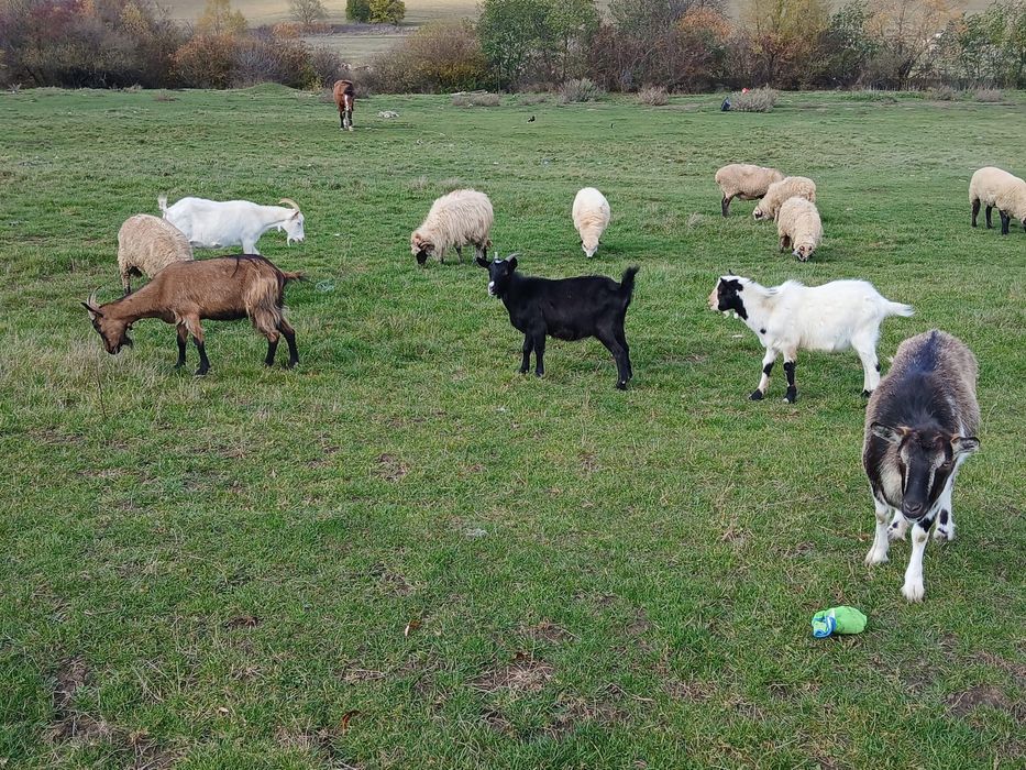 Vand Capre tinere, 2 la  prima fatare, 2 la  a doua fatare si un Tap