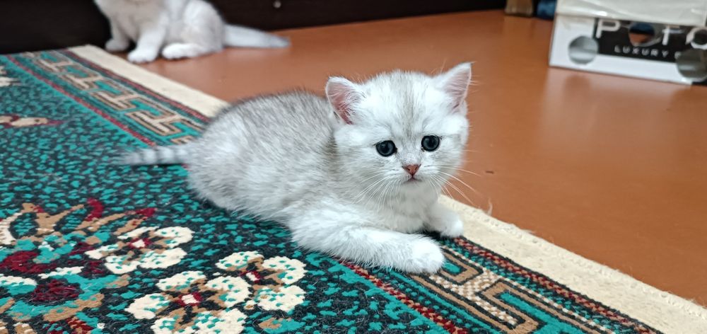 Котята шиншилла серебристый