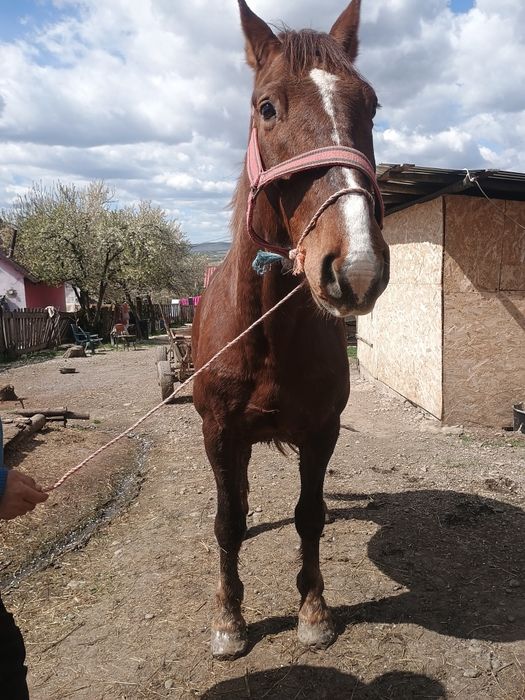 Cal de vânzare de 8 ani