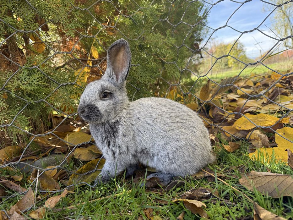 Голям Сребърен Заек