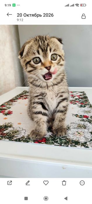 Прекрасные котята