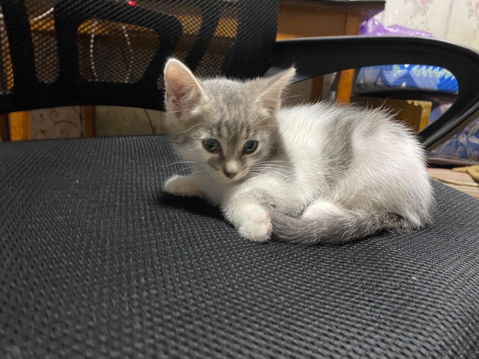 Ждут хозяев котята!
