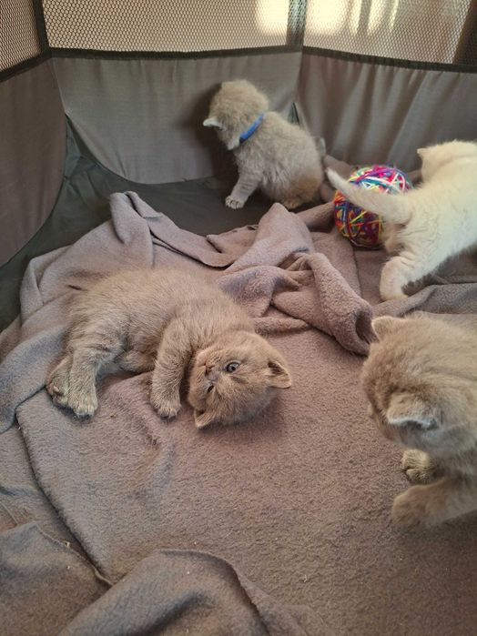 Британски късокосмести