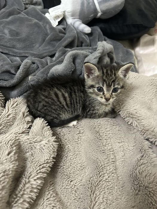 American Shorthair femela cu pedigree tip A