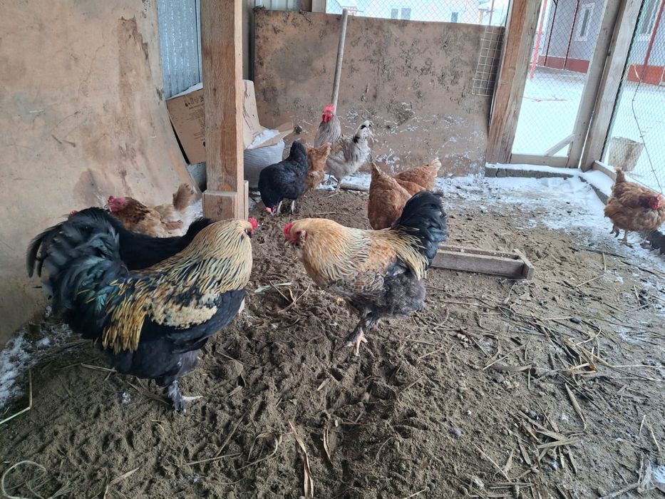 Әтеш Петух сатылады