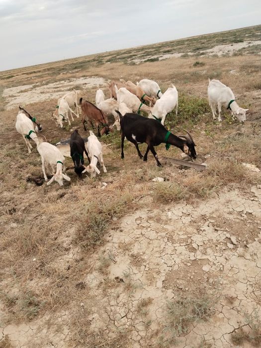 асыл тукымды ешкі сатамын