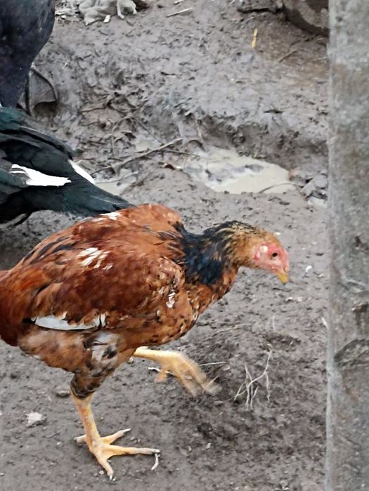 Куланги тавуклар сотилади