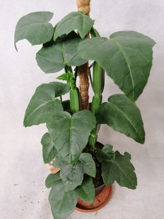 Стайни зелени цветя