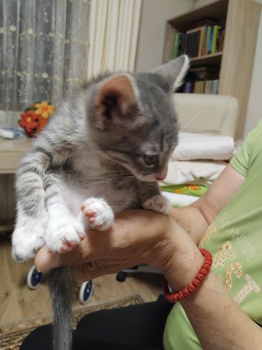 Подарявам котенца