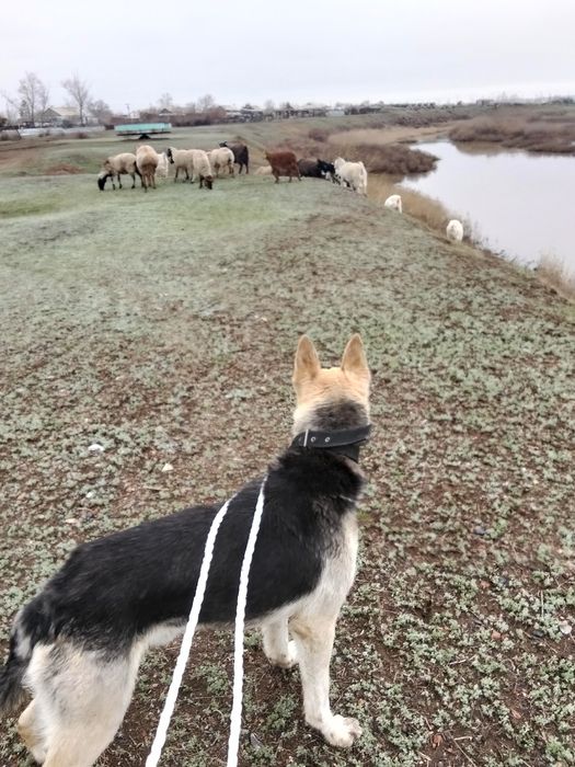 Восточно европейская овчарка кабель