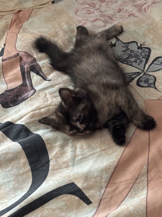 Котенок девочка трехмаска
