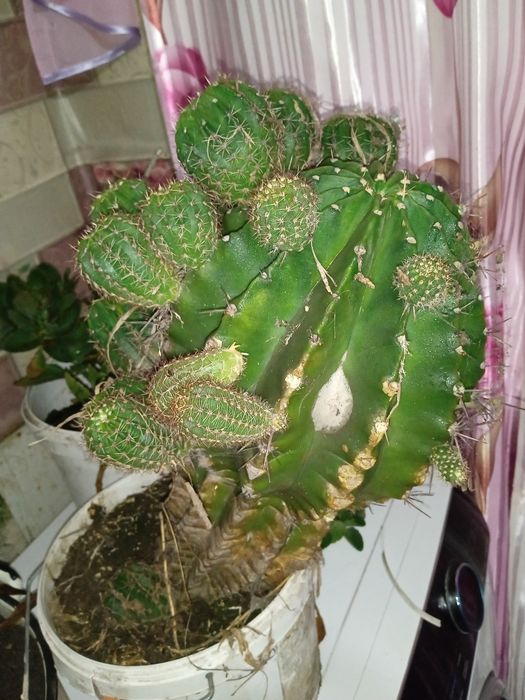 Продам   кактус!