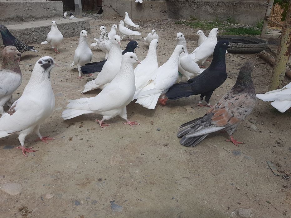 Голубкалар бар жақсы