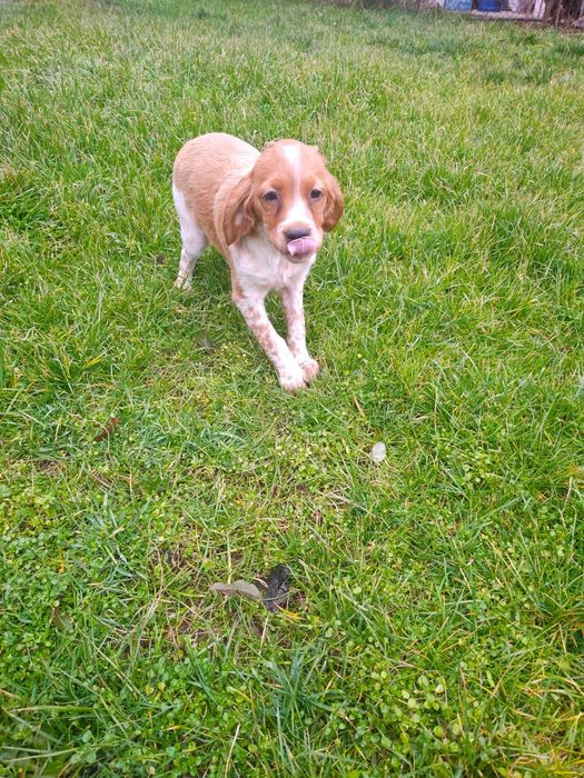 Елитни кученца  Епаньол бретон  от шампионско потекло