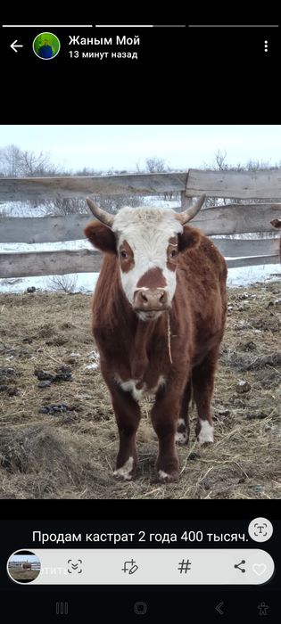 Продам корова, костраты