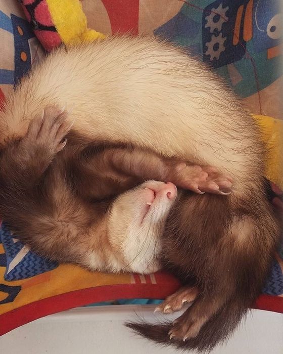 Продам хорька, мальчик Рики