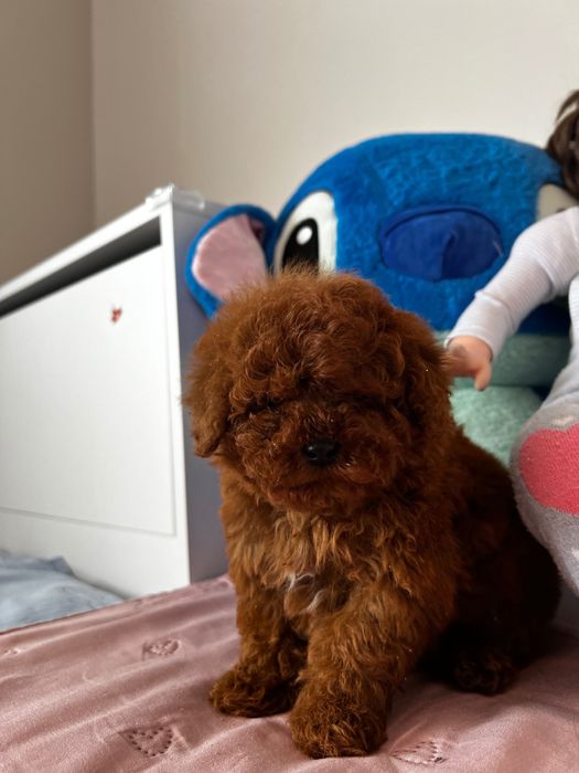 Пудел Teacup Toy