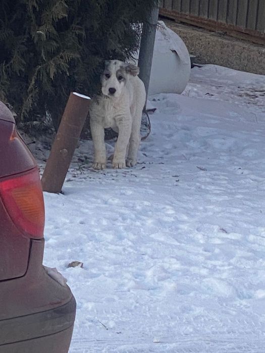 Продается Алабай 1 месячный