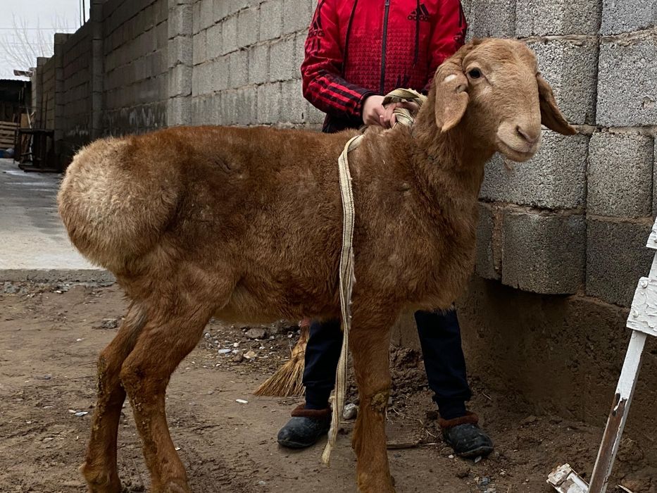 Арашан қошқар гисары қошқар сатылады