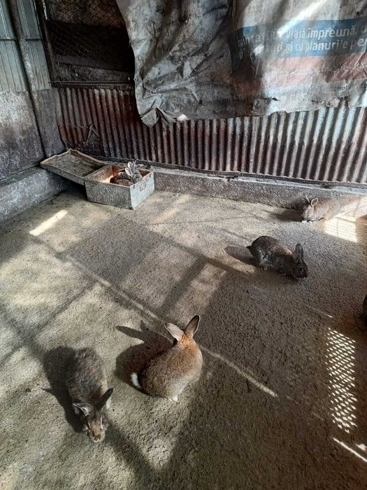 Iepuri de vanzare ( vii sau in carcasa)