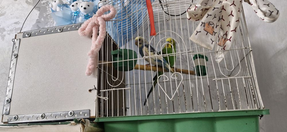 Продаётся два попугай вместе с клеткой и с кормом, мальчик и девочка