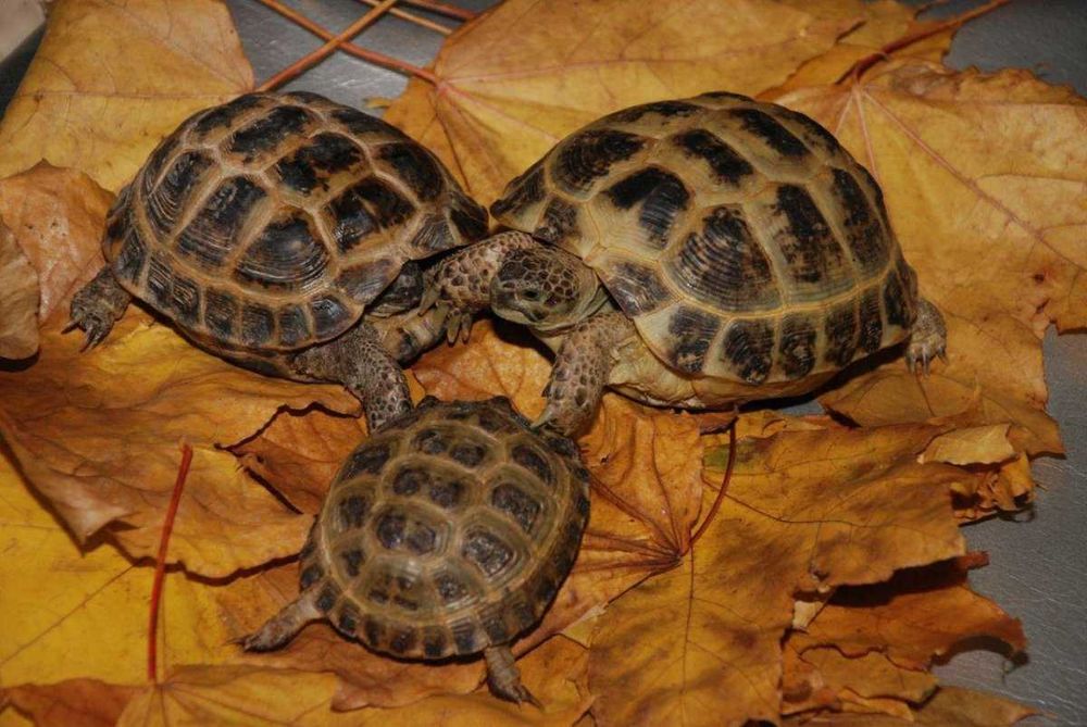 Черепаха маленкие Toshbaqa kichkina 2 tadan sotiladi kamida