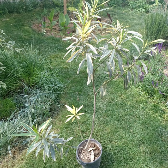 Олеандр вариегатный (Nerium oleander variegata) — 120 см