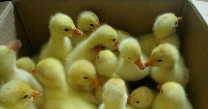 Продам цыплят, утят, гусят