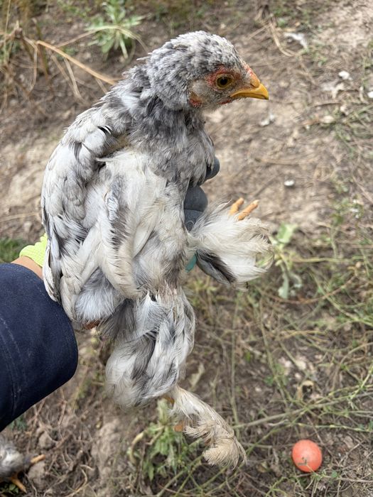 брама балапандары