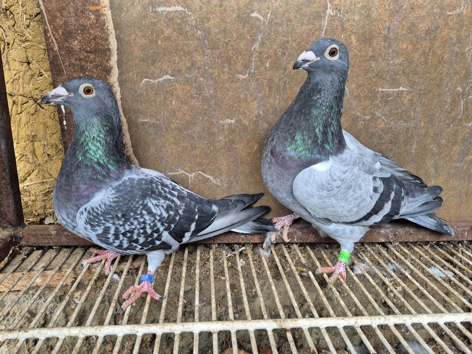 Vând porumbei voiajor culori