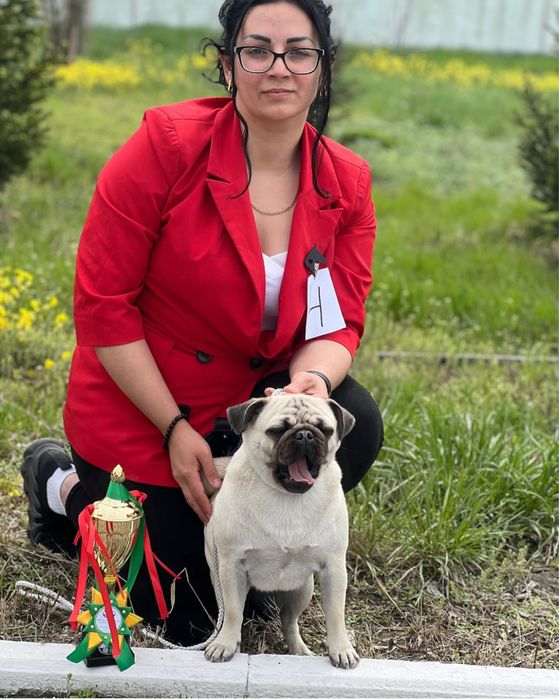 Элитный щенок Мопса!