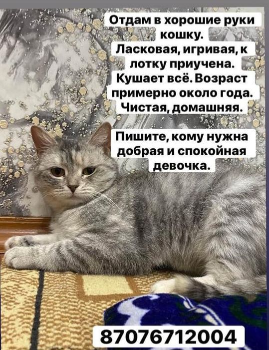 Отдадим в добрые руки