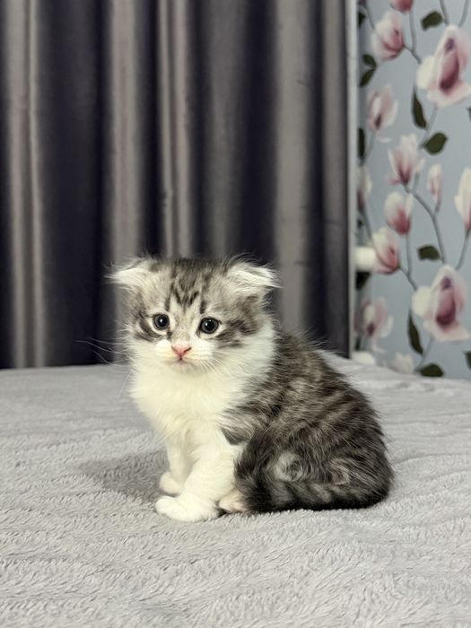 Отдам котят в хорошие руки