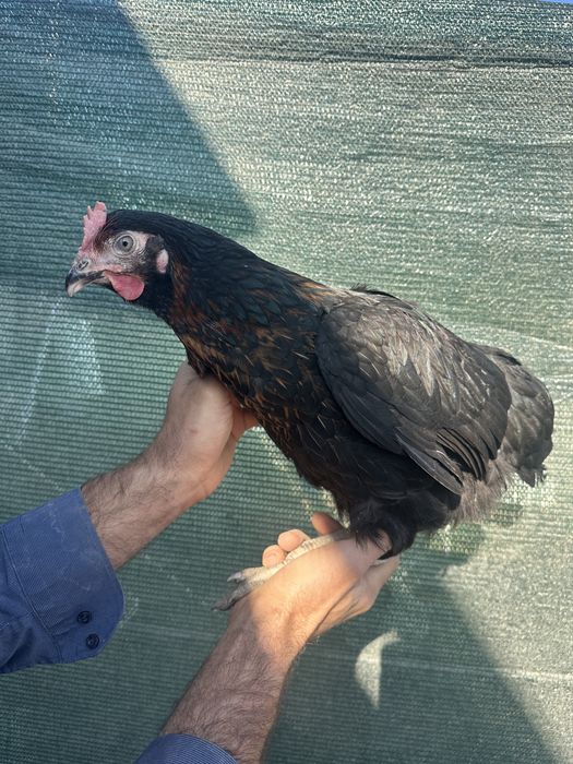 Куры несушки Доминант