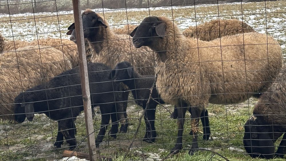 Oi carabase sarbesti