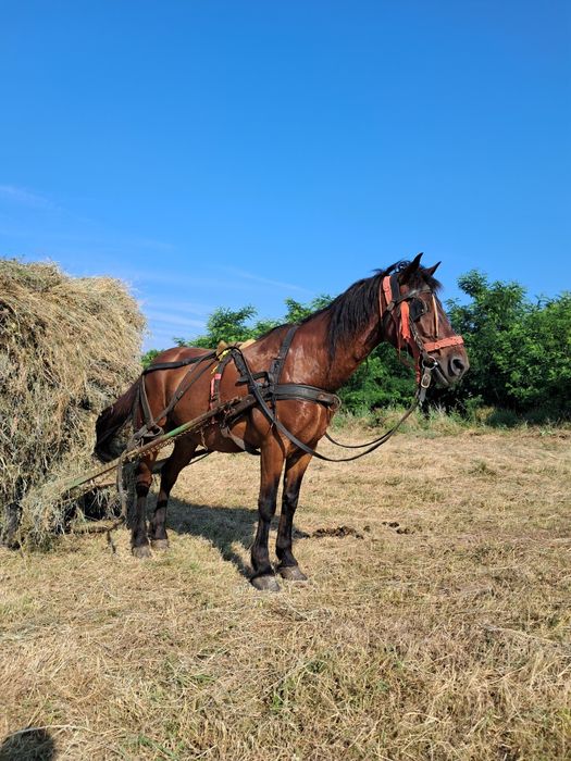 CAL  de vânzare preț 100 milioane 2000 euro