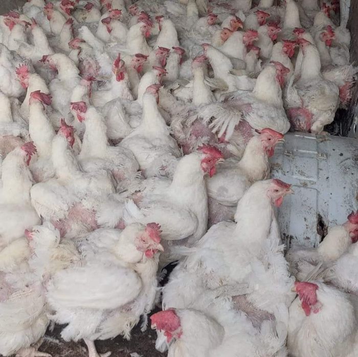 Gaini albe la 4-5 kg