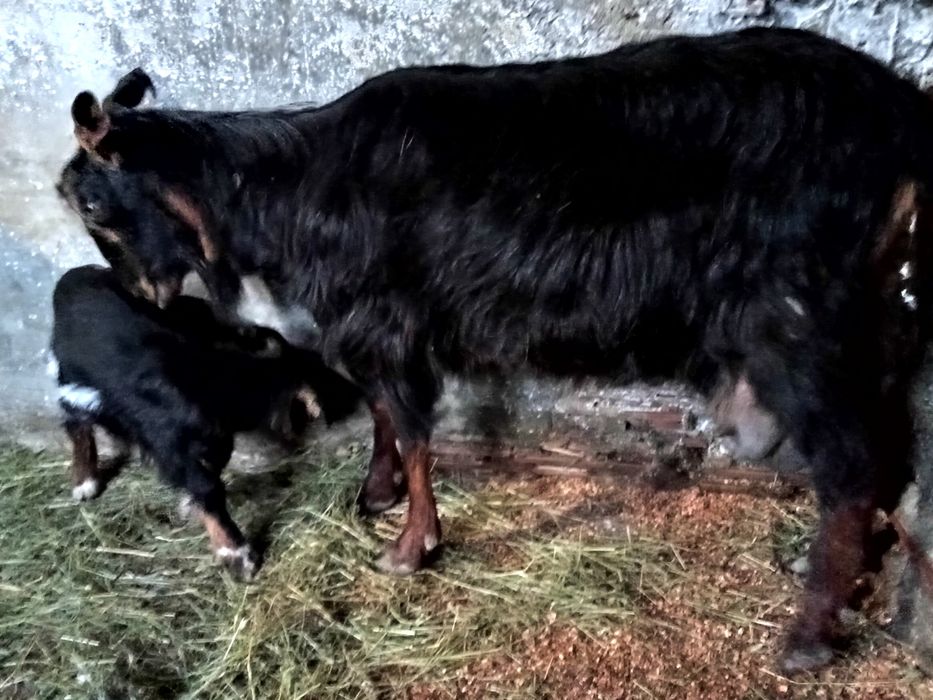 Schimb  cu rate lesesti ssu romanesti capră bună de lapte cu iadă și u