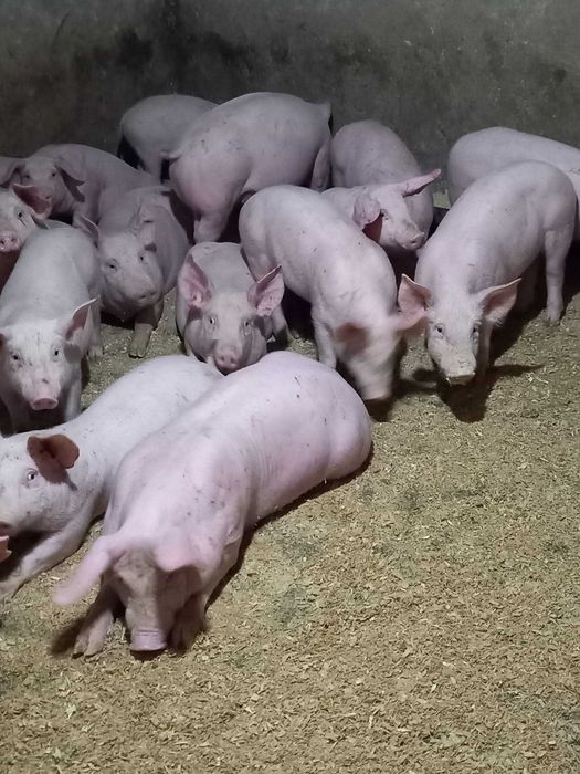 Малки прасета за угоявка 5евро