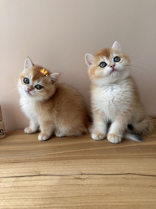 Котята с домашнего питомника
