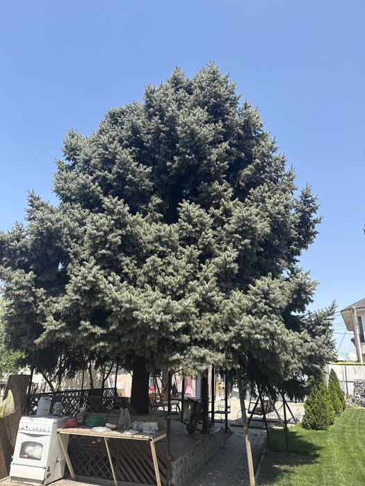 Продам Елку под тачпан