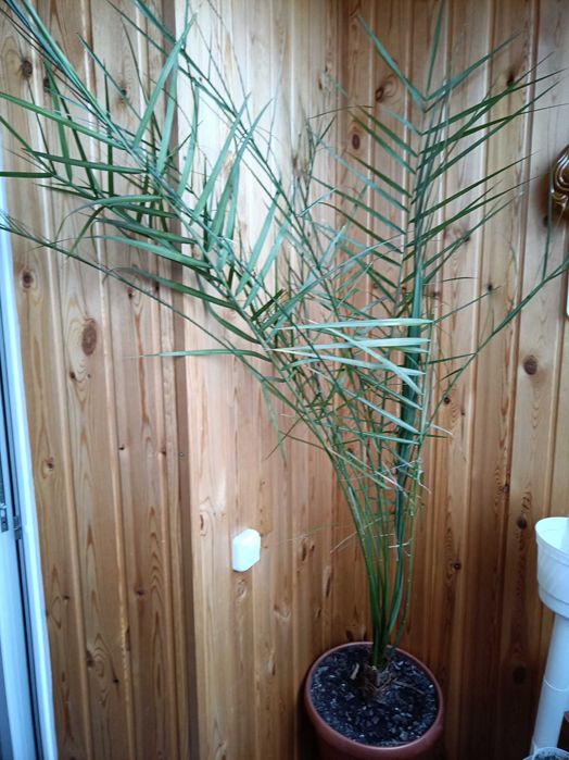 Продам комнатные растения