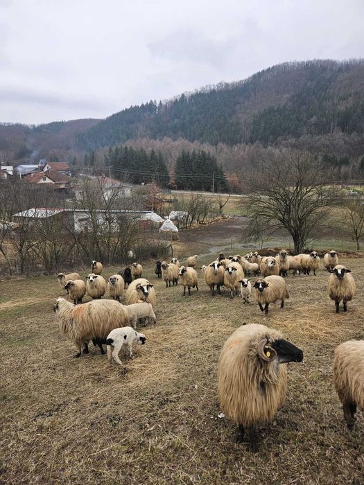 Vand 40 de oi cu miei